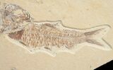 Knightia Fossil Fish Plate #10896-2
